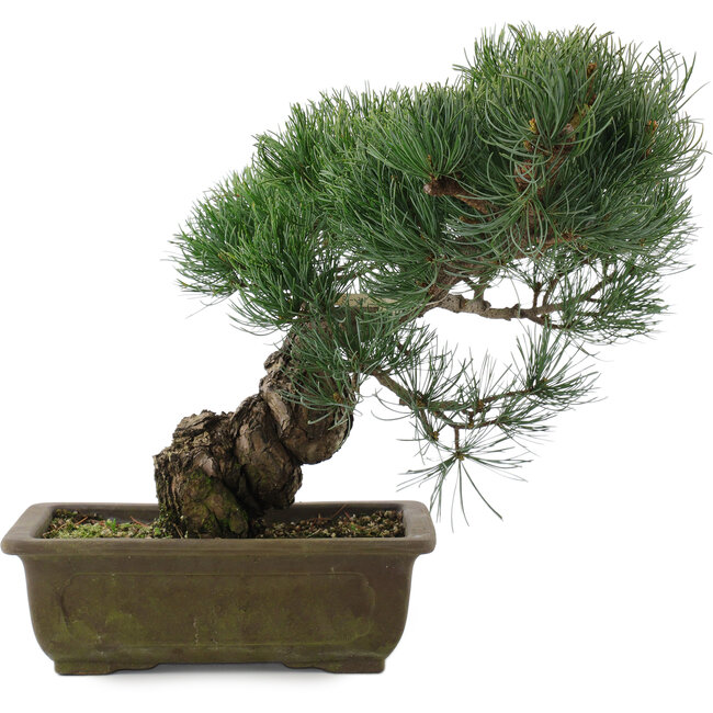 Pinus parviflora, 32 cm, ± 20 jaar oud