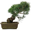 Pinus parviflora, 32 cm, ± 20 jaar oud