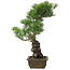 Pinus parviflora, 52,5 cm, ± 20 jaar oud