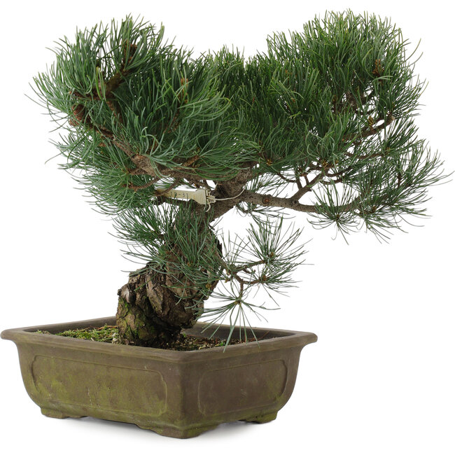Pinus parviflora, 32 cm, ± 20 years old