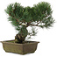 Pinus parviflora, 32 cm, ± 20 jaar oud