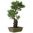 Pinus parviflora, 52,5 cm, ± 20 jaar oud