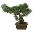 Pinus parviflora, 32 cm, ± 20 jaar oud