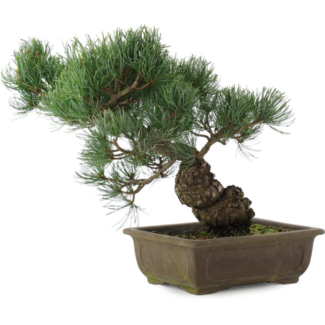 Pinus parviflora, 32 cm, ± 20 anni