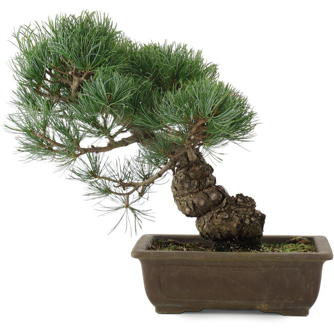 Pinus parviflora, 32 cm, ± 20 Jahre alt