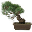 Pinus parviflora, 32 cm, ± 20 Jahre alt