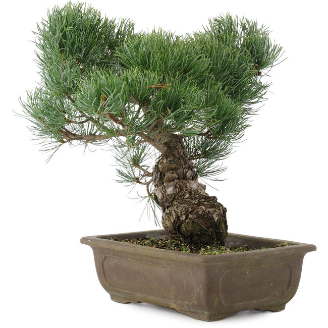 Pinus parviflora, 32 cm, ± 20 years old