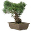 Pinus parviflora, 32 cm, ± 20 jaar oud