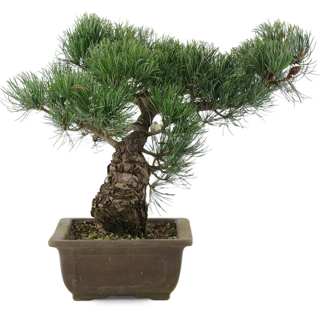 Pinus parviflora, 32 cm, ± 20 Jahre alt