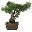 Pinus parviflora, 32 cm, ± 20 jaar oud