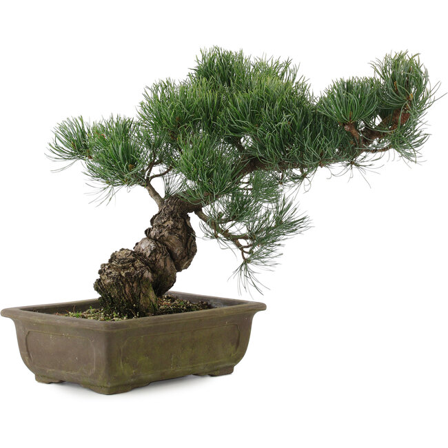 Pinus parviflora, 32 cm, ± 20 years old