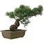 Pinus parviflora, 32 cm, ± 20 jaar oud