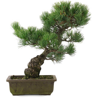 Pinus parviflora, 39,5 cm, ± 20 years old