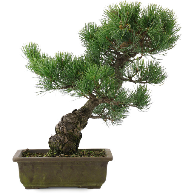 Pinus parviflora, 39,5 cm, ± 20 jaar oud
