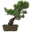 Pinus parviflora, 39,5 cm, ± 20 jaar oud