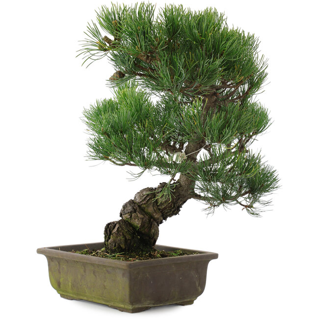 Pinus parviflora, 39,5 cm, ± 20 jaar oud