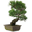 Pinus parviflora, 39,5 cm, ± 20 jaar oud