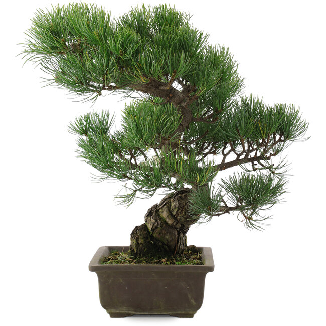Pinus parviflora, 39,5 cm, ± 20 jaar oud
