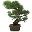 Pinus parviflora, 39,5 cm, ± 20 jaar oud