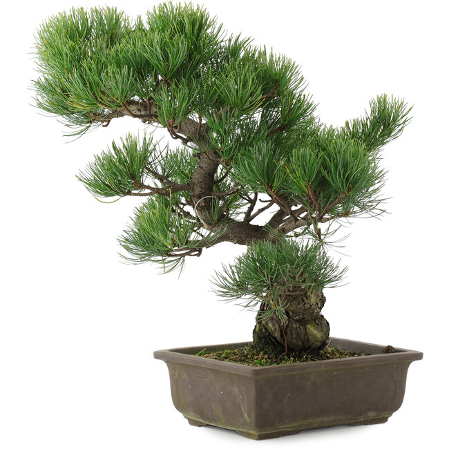 Pinus parviflora, 39,5 cm, ± 20 anni