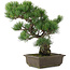Pinus parviflora, 39,5 cm, ± 20 years old