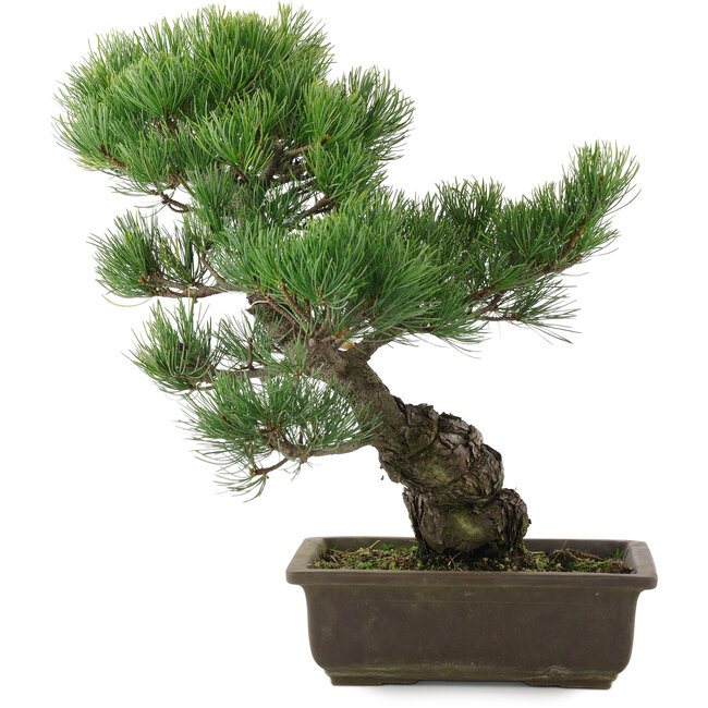 Pinus parviflora, 39,5 cm, ± 20 jaar oud