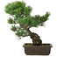 Pinus parviflora, 39,5 cm, ± 20 jaar oud