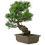Pinus parviflora, 39,5 cm, ± 20 jaar oud