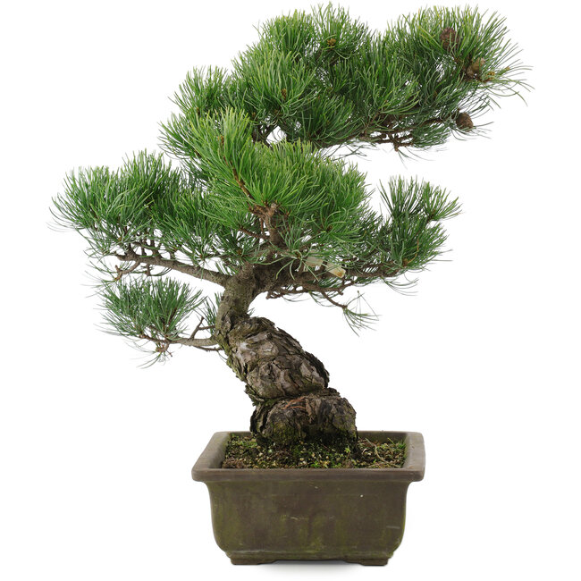 Pinus parviflora, 39,5 cm, ± 20 jaar oud