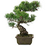 Pinus parviflora, 39,5 cm, ± 20 years old