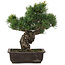 Pinus parviflora, 34,5 cm, ± 20 jaar oud