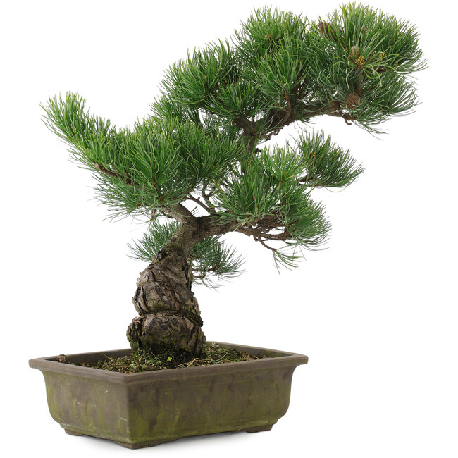 Pinus parviflora, 39,5 cm, ± 20 jaar oud