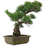 Pinus parviflora, 39,5 cm, ± 20 jaar oud