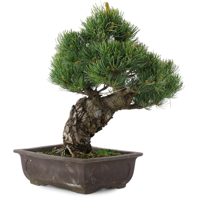 Pinus parviflora, 34,5 cm, ± 20 jaar oud