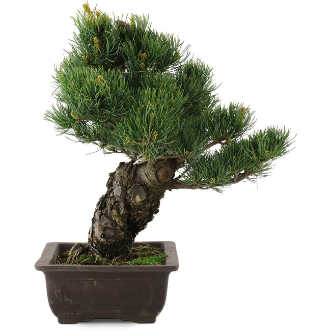 Pinus parviflora, 34,5 cm, ± 20 anni