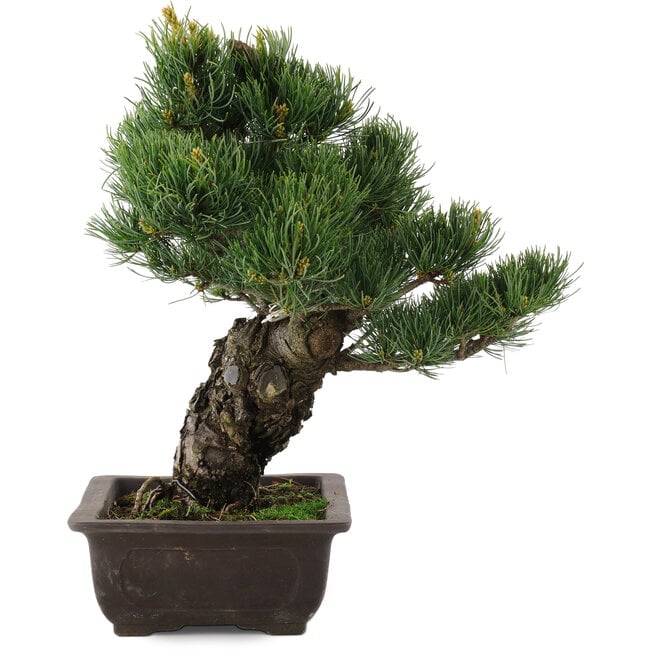 Pinus parviflora, 34,5 cm, ± 20 jaar oud