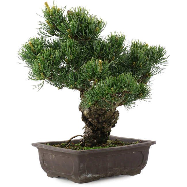 Pinus parviflora, 34,5 cm, ± 20 years old