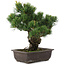 Pinus parviflora, 34,5 cm, ± 20 jaar oud