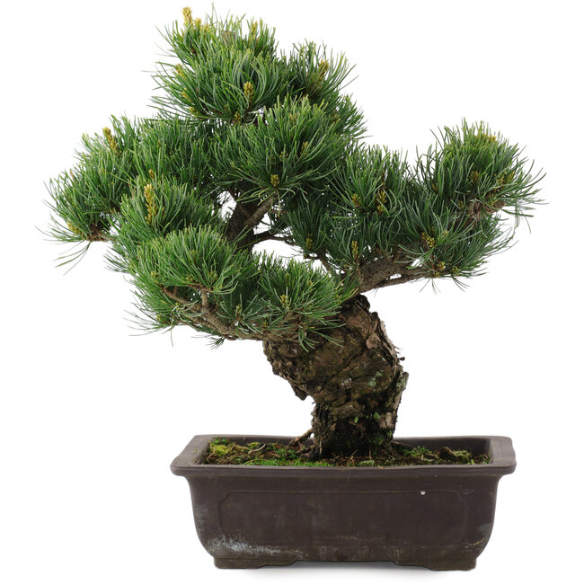 Pinus parviflora, 34,5 cm, ± 20 ans