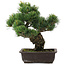 Pinus parviflora, 34,5 cm, ± 20 jaar oud