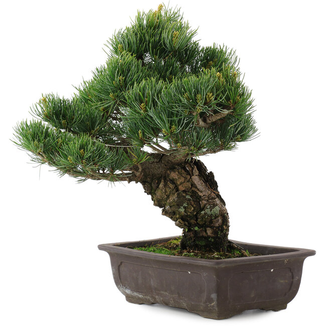 Pinus parviflora, 34,5 cm, ± 20 years old