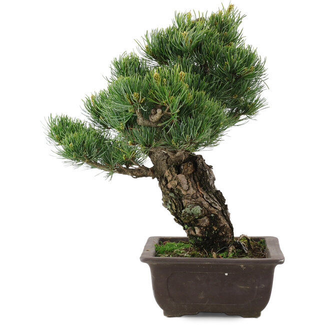 Pinus parviflora, 34,5 cm, ± 20 jaar oud
