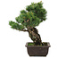 Pinus parviflora, 34,5 cm, ± 20 jaar oud