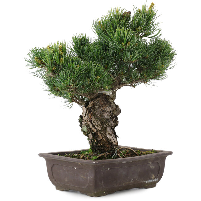 Pinus parviflora, 34,5 cm, ± 20 anni