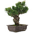 Pinus parviflora, 34,5 cm, ± 20 jaar oud