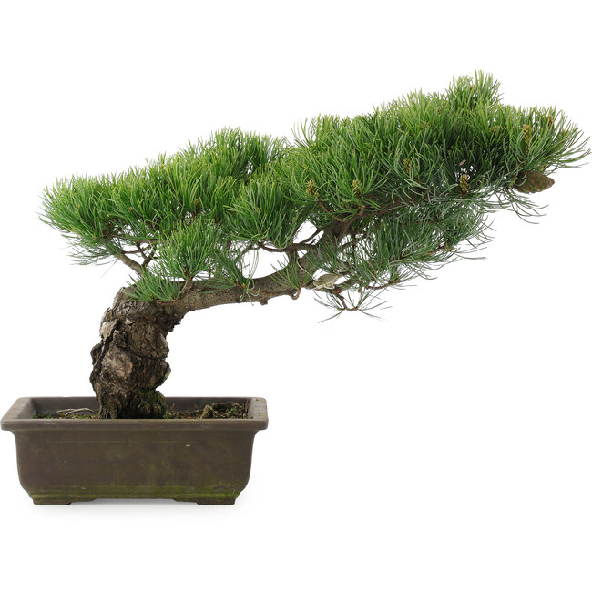 Pinus parviflora, 34,5 cm, ± 20 jaar oud