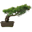 Pinus parviflora, 34,5 cm, ± 20 jaar oud