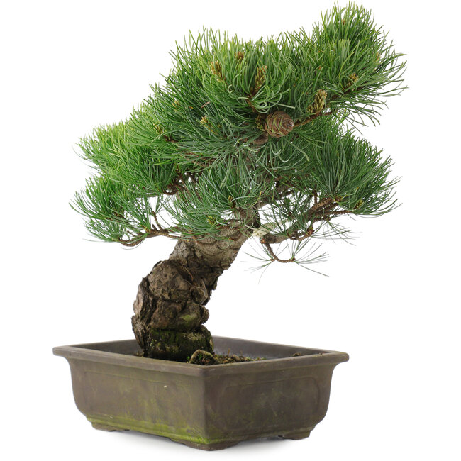 Pinus parviflora, 34,5 cm, ± 20 Jahre alt