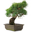 Pinus parviflora, 34,5 cm, ± 20 jaar oud