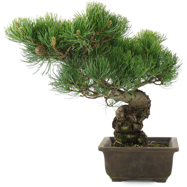 Pinus parviflora, 34,5 cm, ± 20 jaar oud